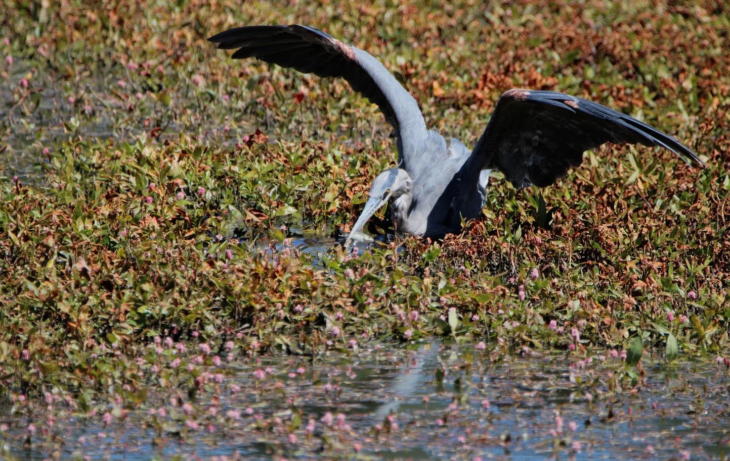 wildheron11.JPG