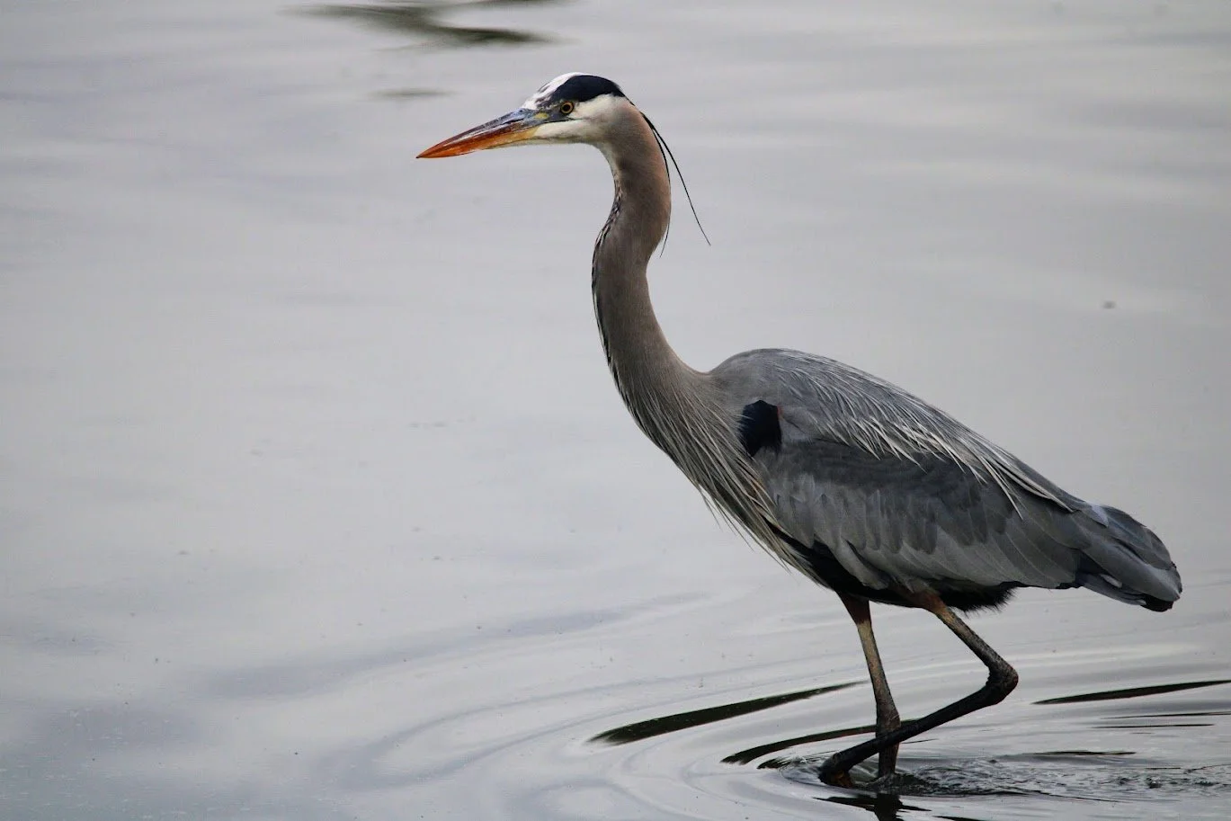 wildheron7.JPG