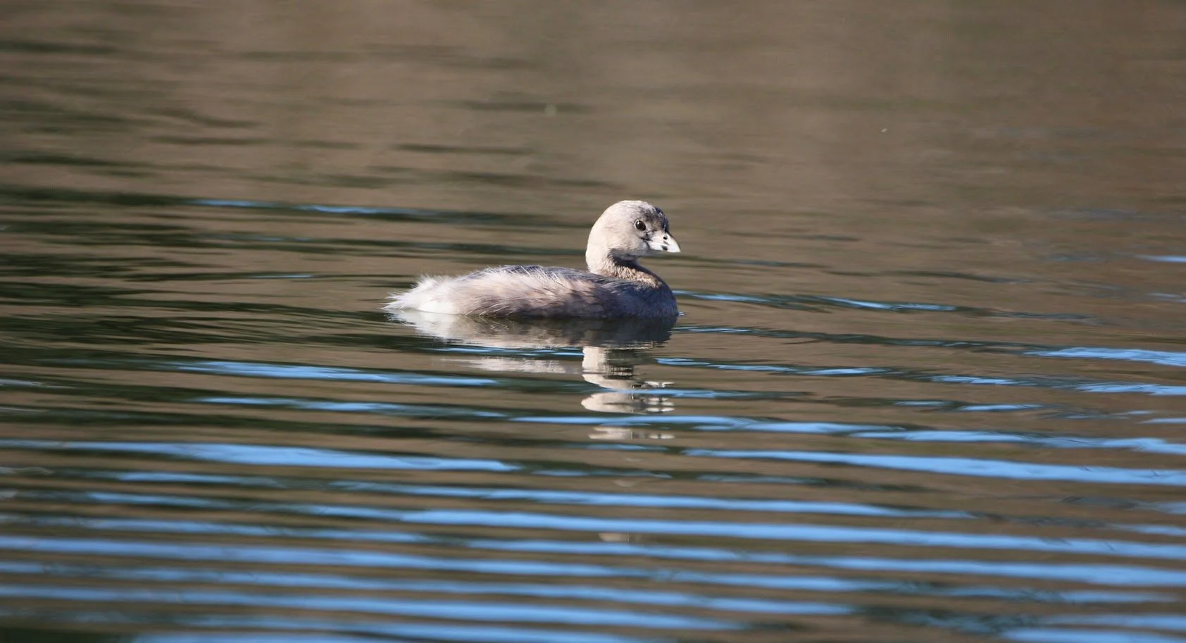 wildgrebe2.JPG