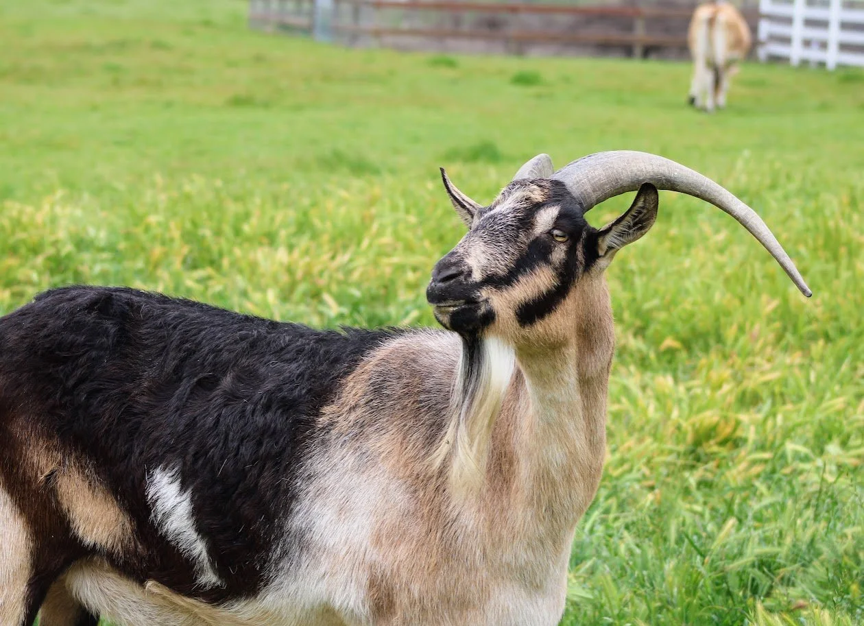 Alex the goat living at Charlie's Acres