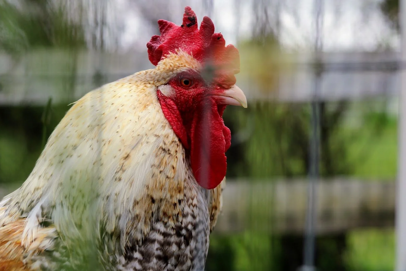 Rooster living at Charlie's Acres
