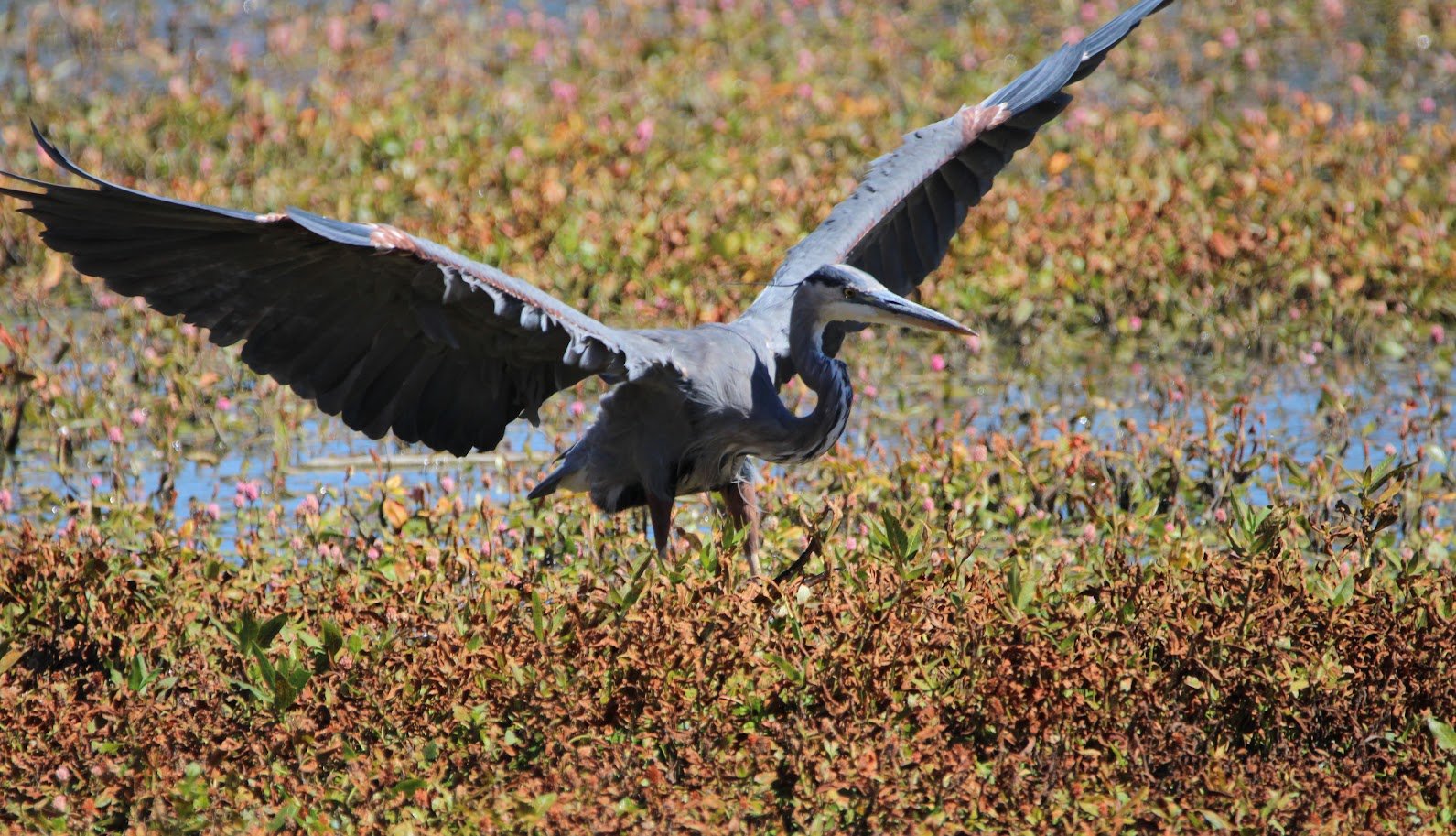 wildheron13.JPG