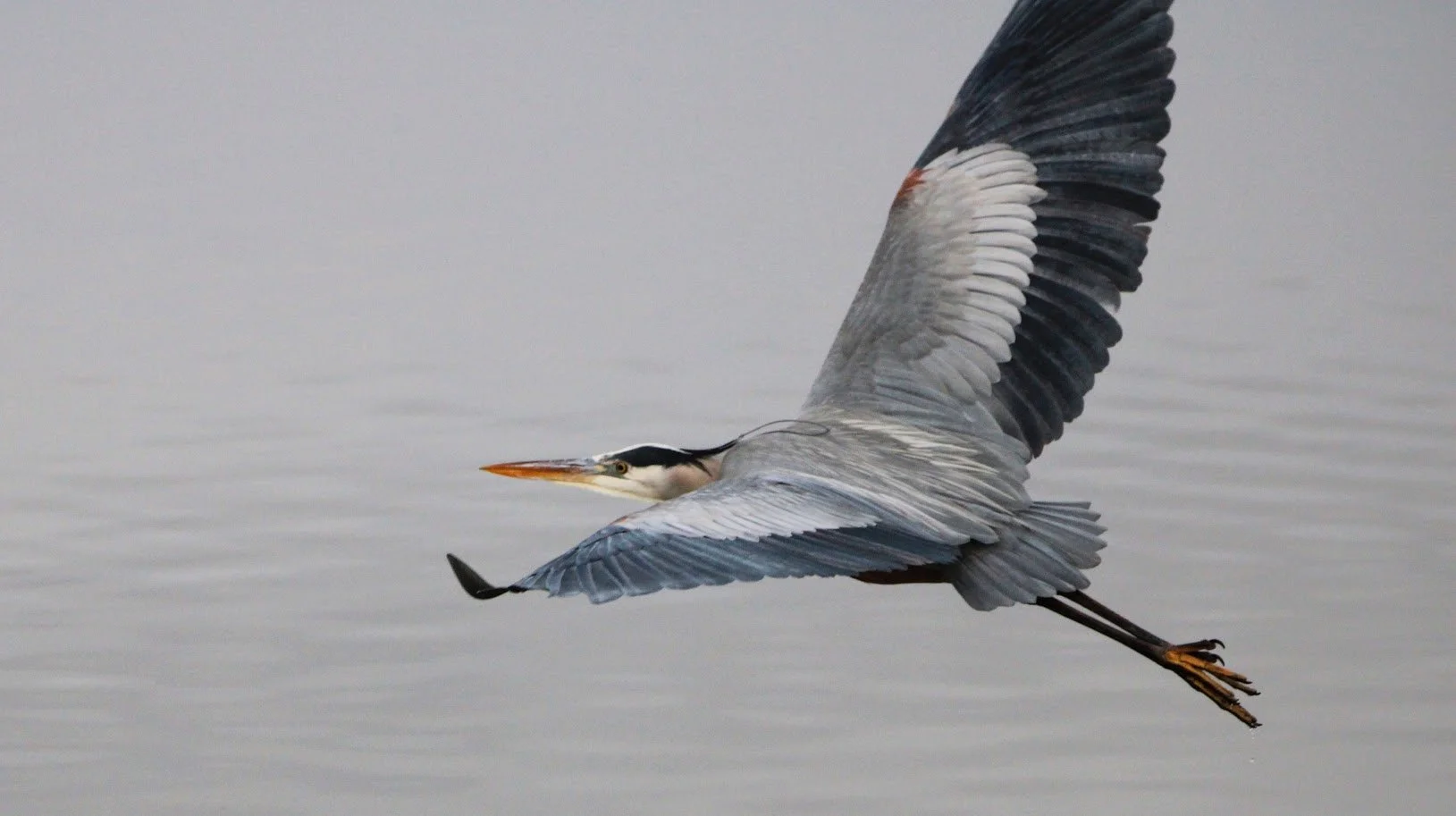 wildheron5.JPG