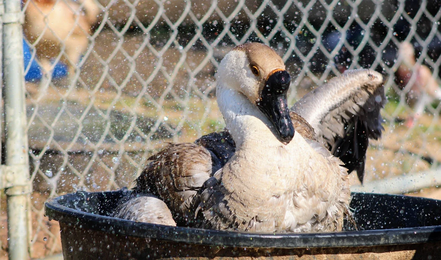 RSgoose4.JPG