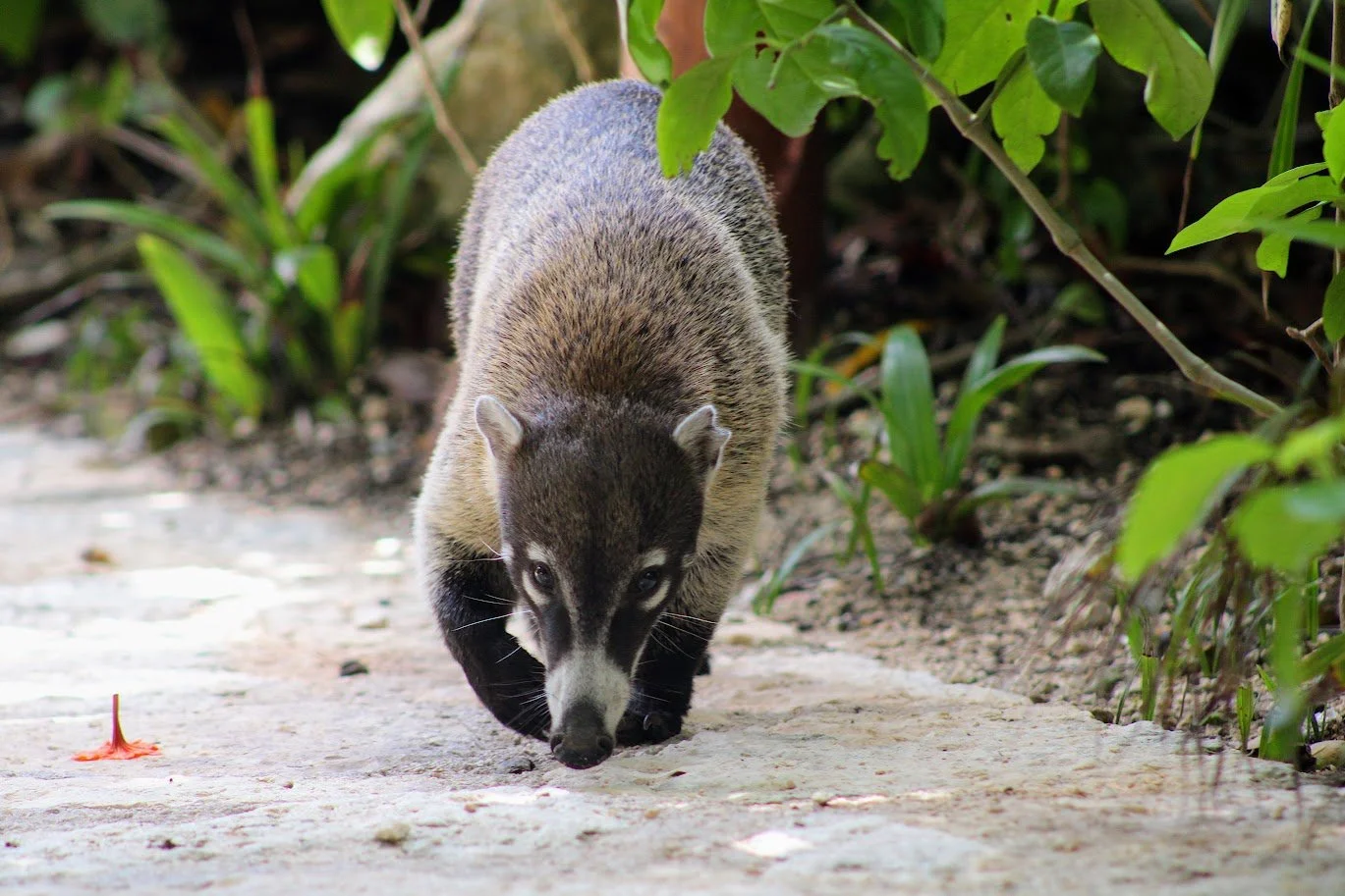 coati2.JPG