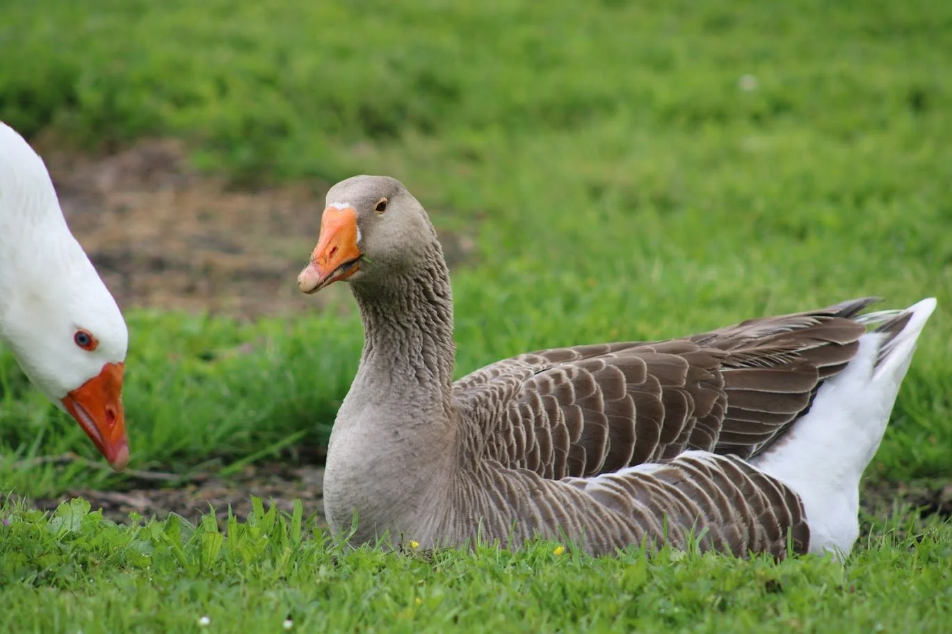 goose2.JPG