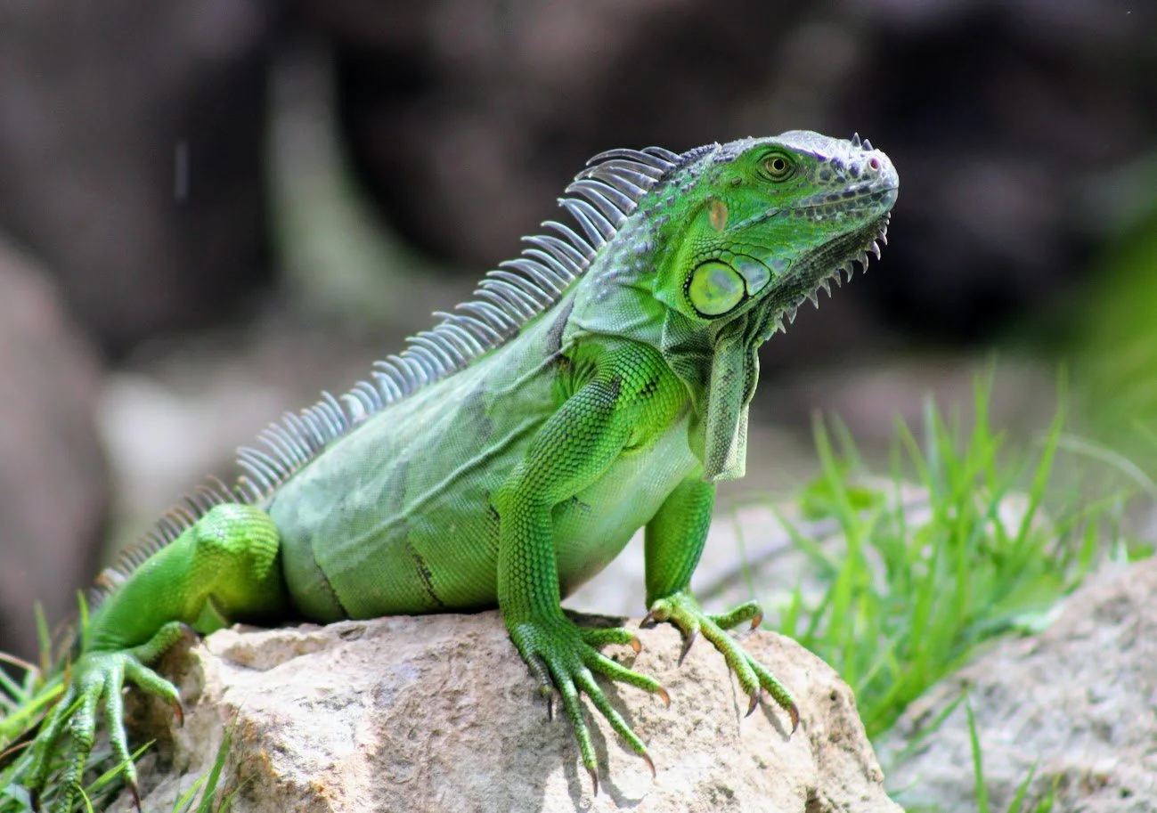iguana.JPG