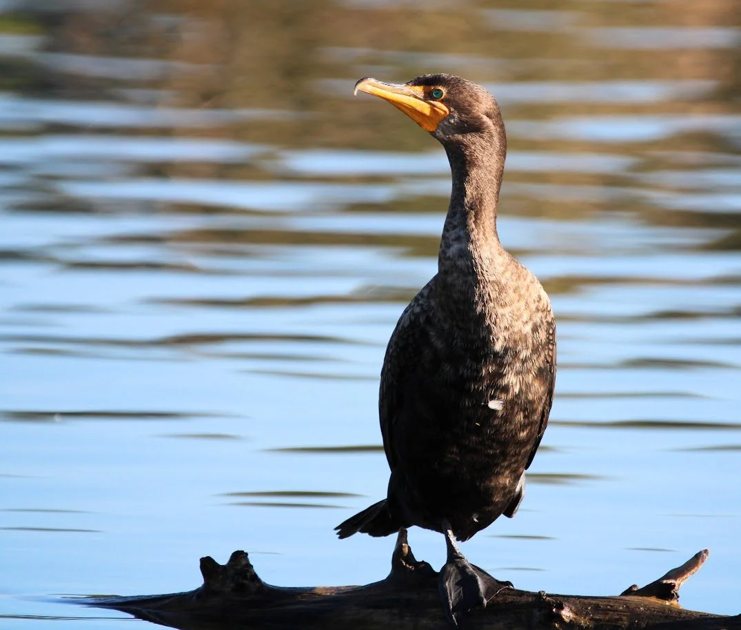 wildcormorant9.JPG
