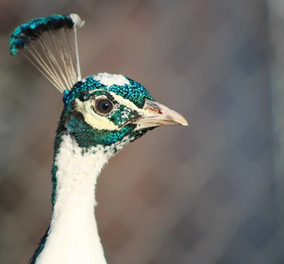 RSpeacock3.JPG