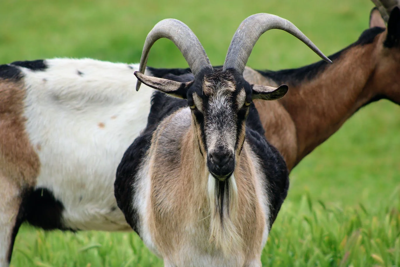 Alex the goat living at Charlie's Acres