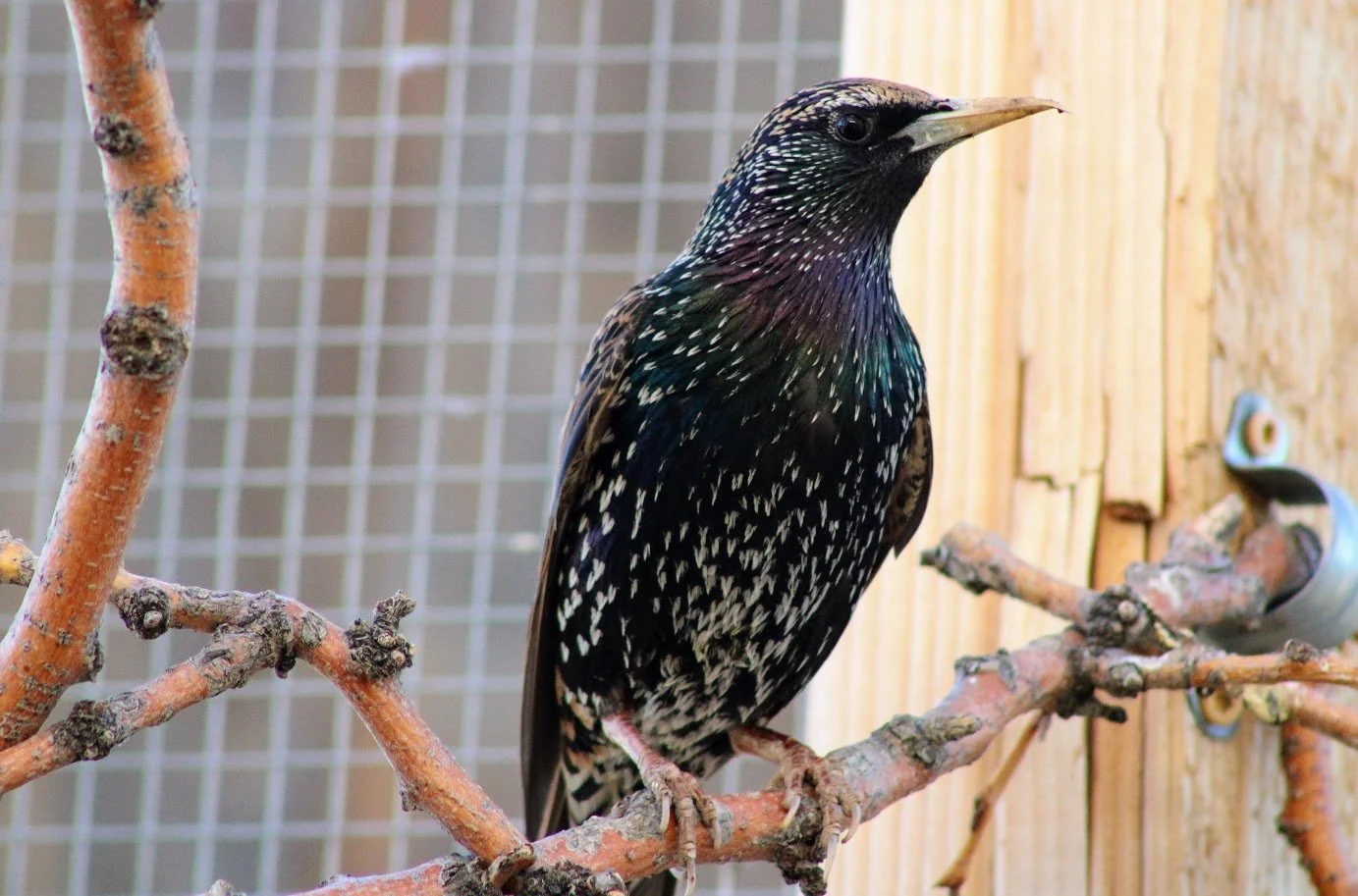 RSstarling.JPG