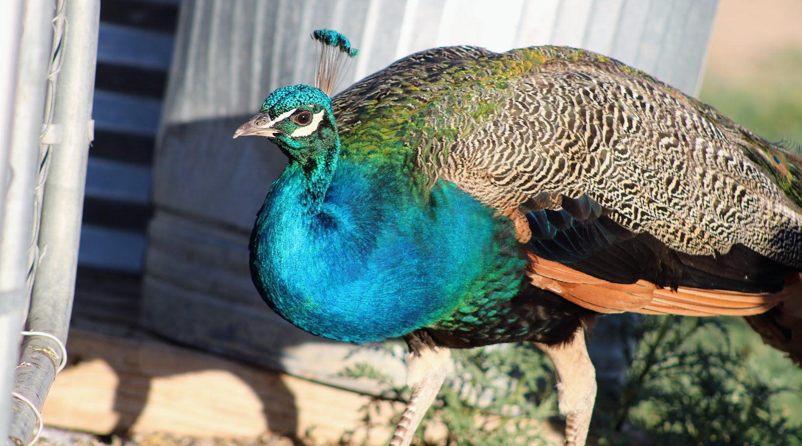 RSpeacock1.JPG