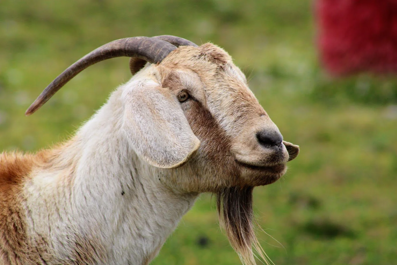 Freddy the goat living at Charlie's Acres