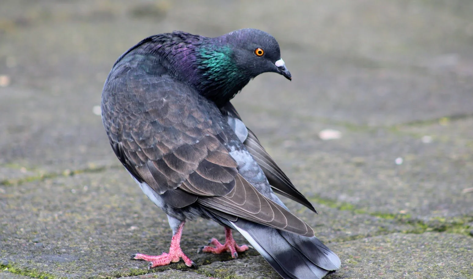 pigeon9.JPG