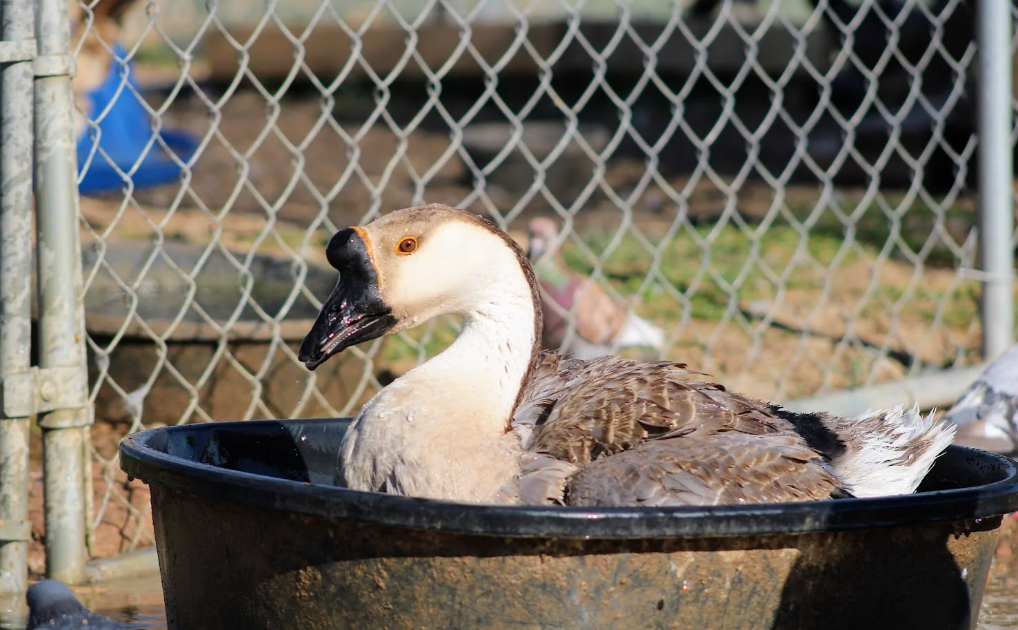 RSgoose5.JPG