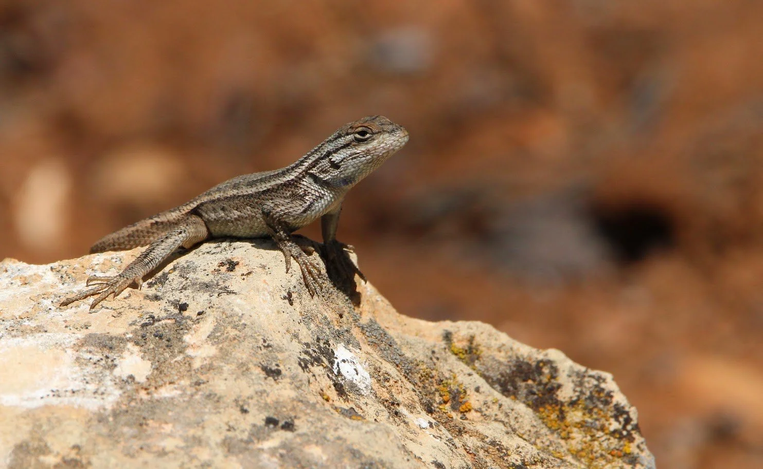 fencelizard.JPG