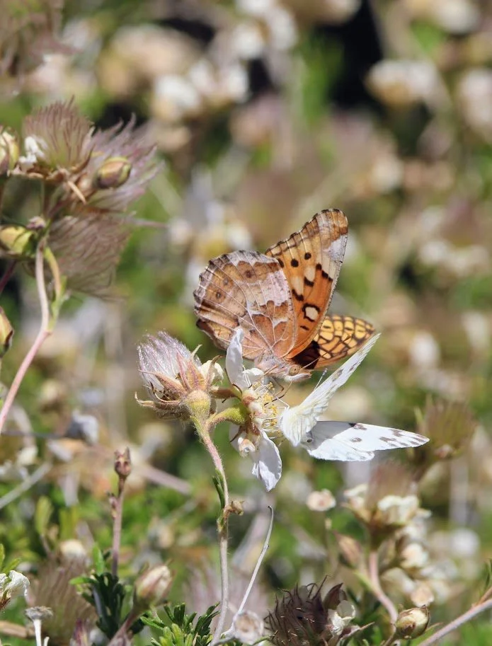 butterfly14.JPG