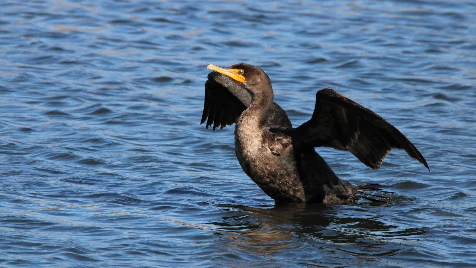 wildcormorant7.JPG