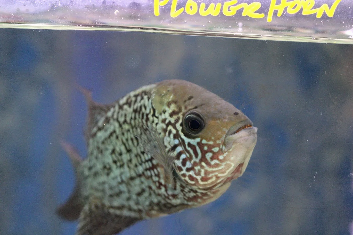 cichlid5.JPG
