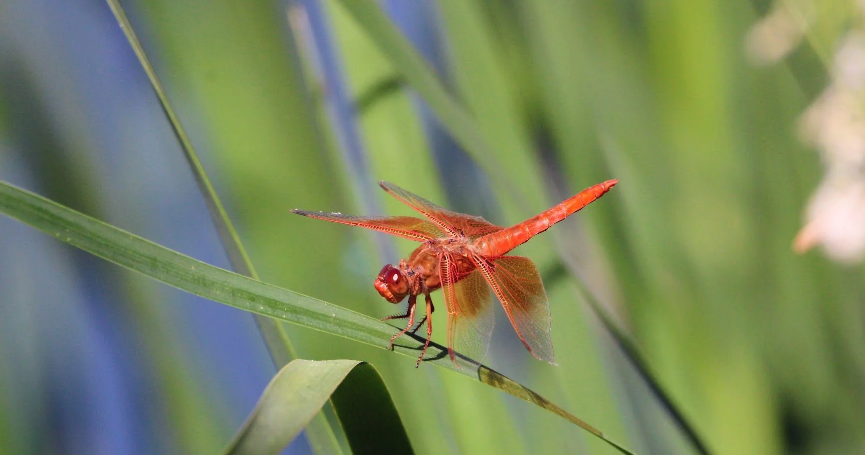 dragonfly4.JPG