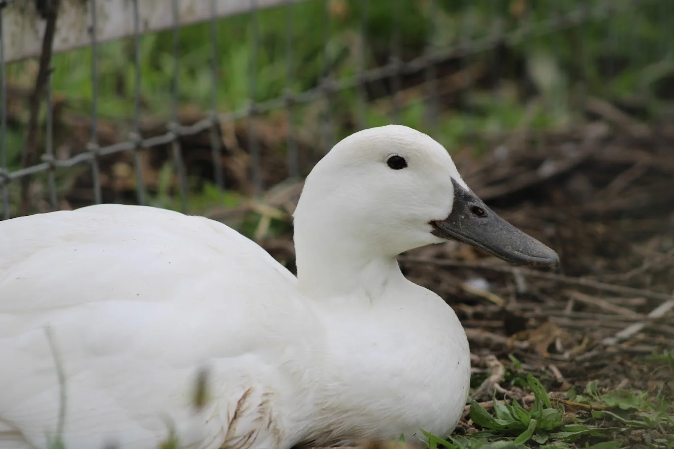 Duck living at Charlie's Acres