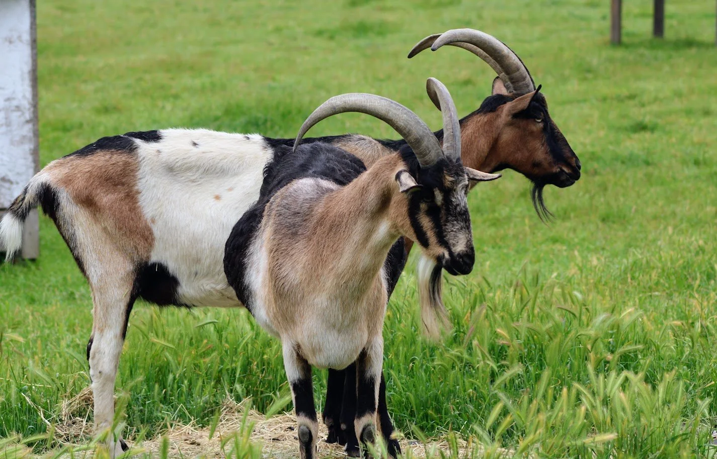 Alex the goat living at Charlie's Acres