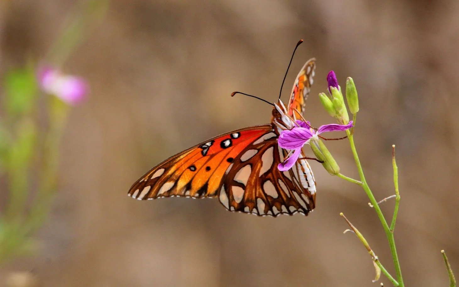 butterfly17.JPG