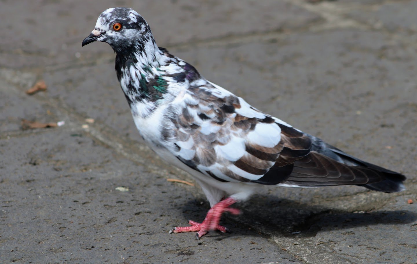 pigeon5.JPG