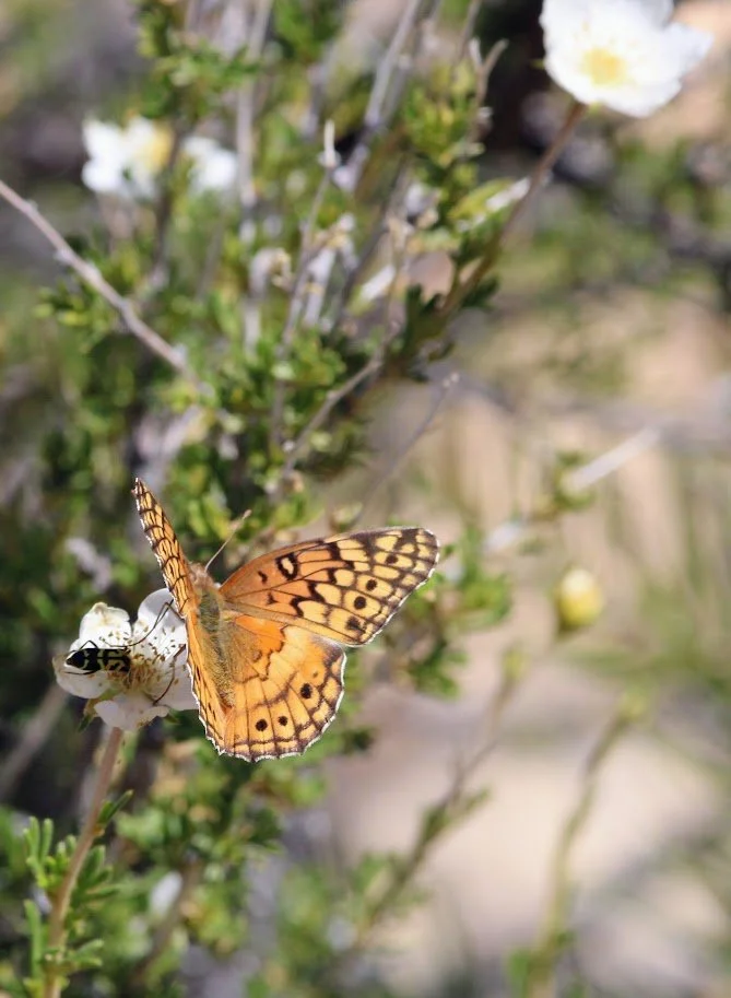 butterfly13.JPG