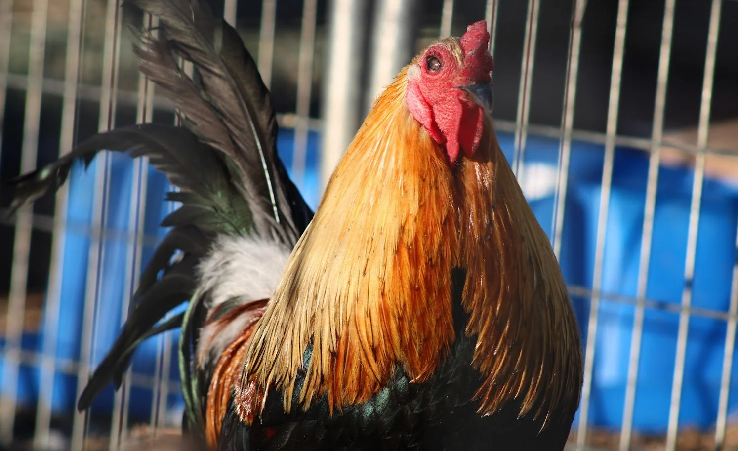 RSrooster2.JPG