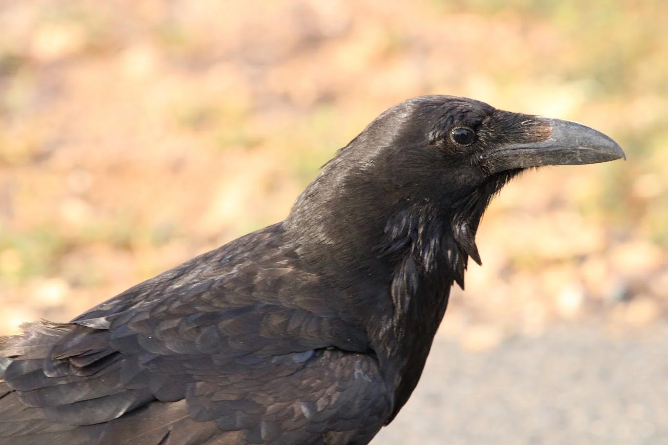 wildraven9.JPG