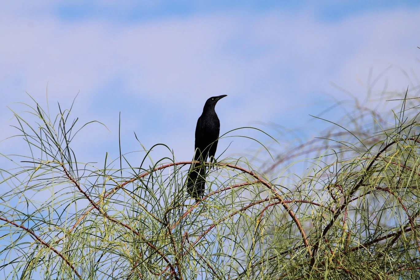 wildgrackle3.JPG