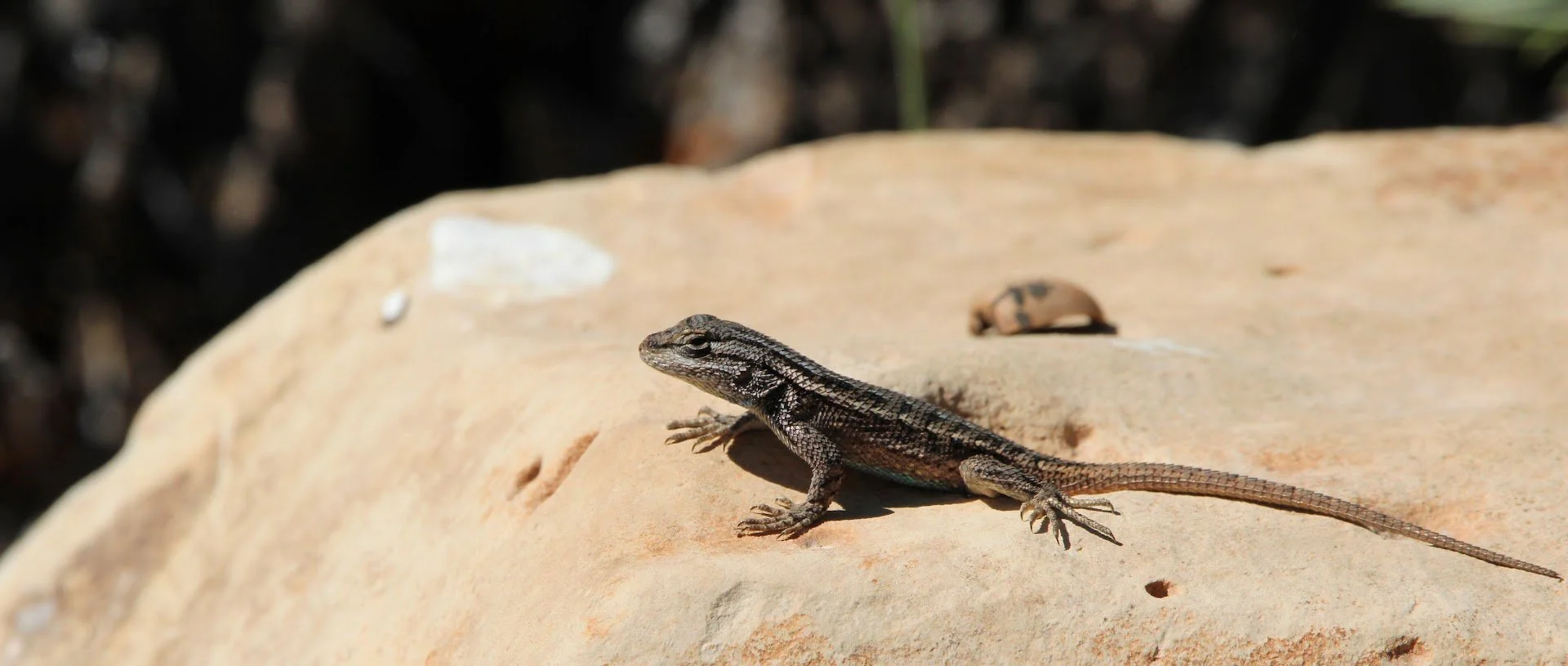 fencelizard3.JPG