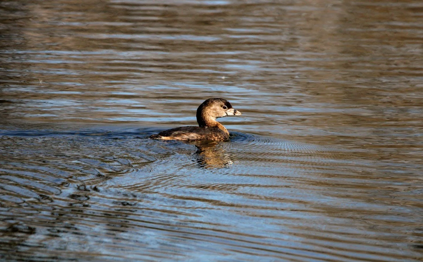wildgrebe1.JPG