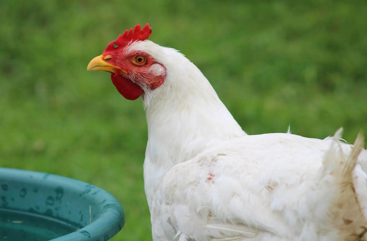Chicken living at Charlie's Acres