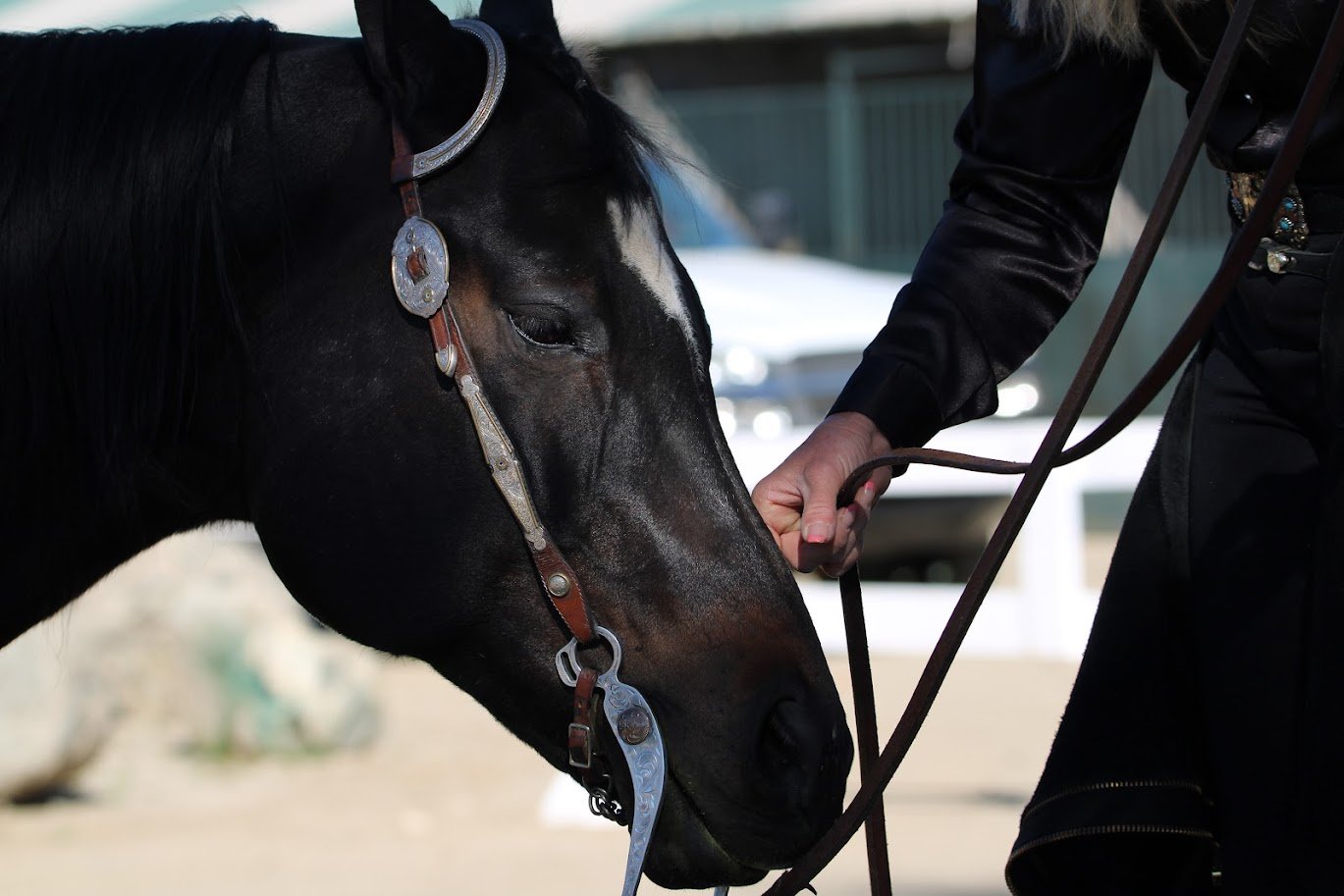hansenhorse24.JPG