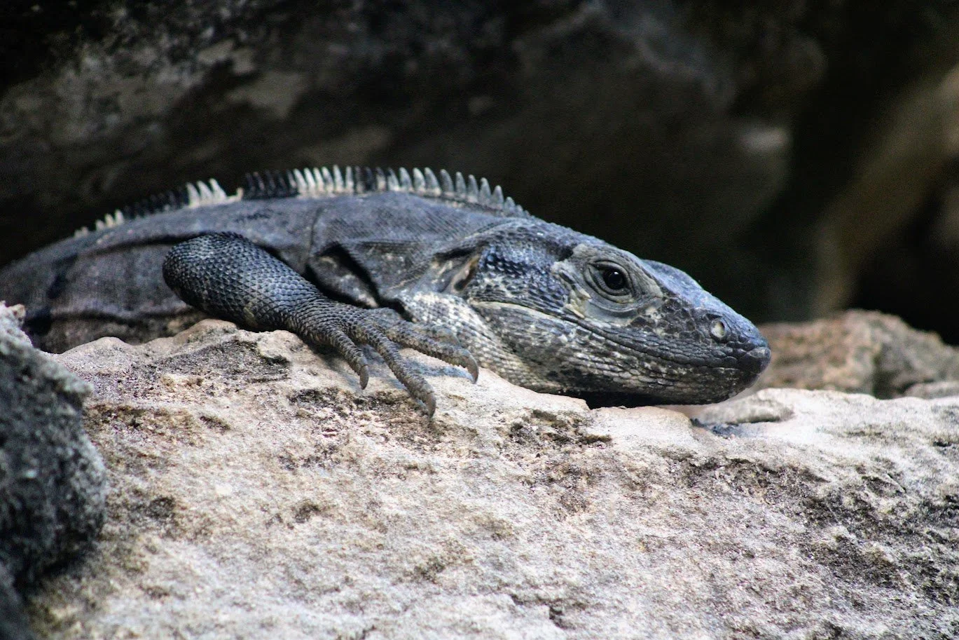iguana7.JPG