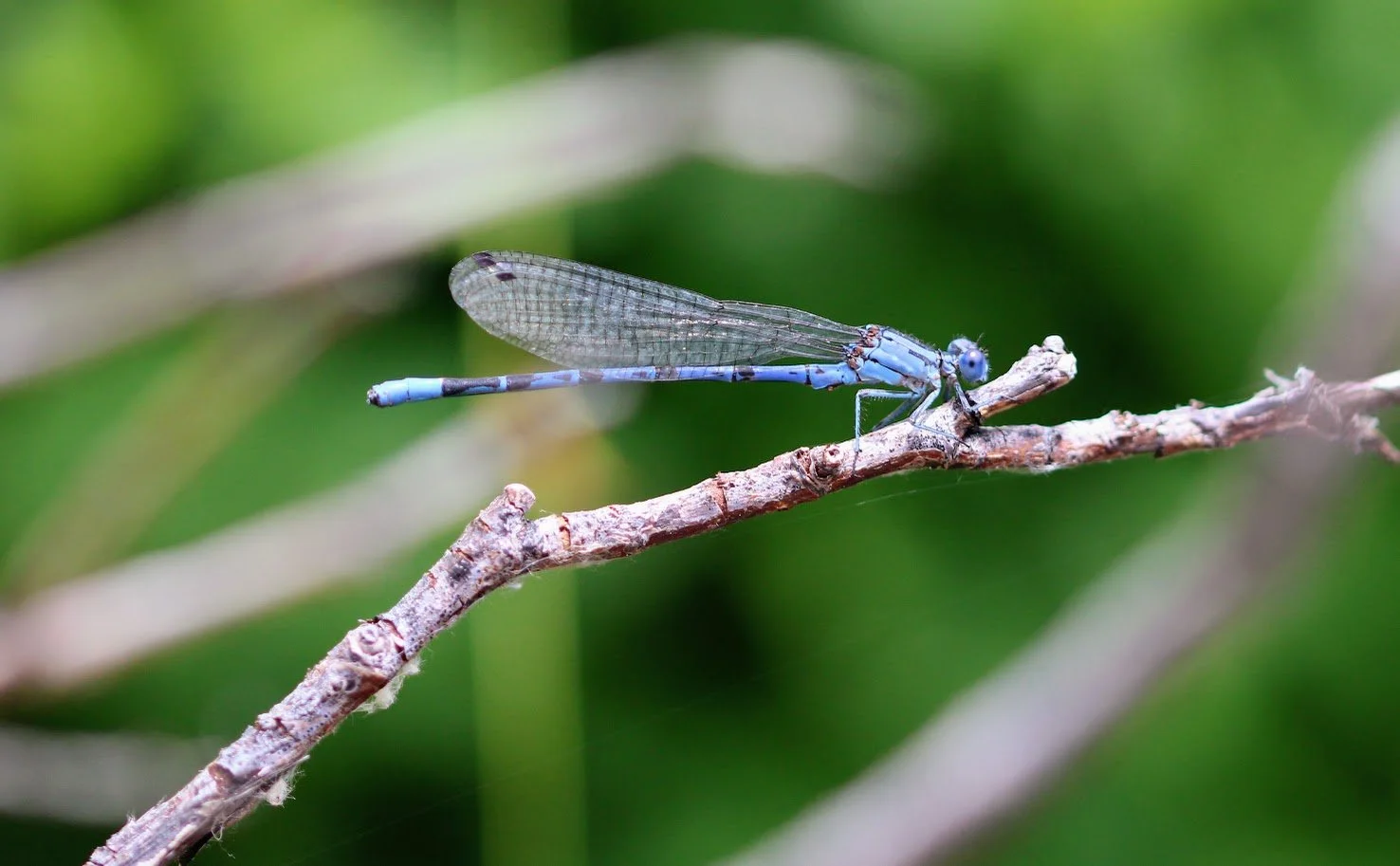damselfly2.JPG