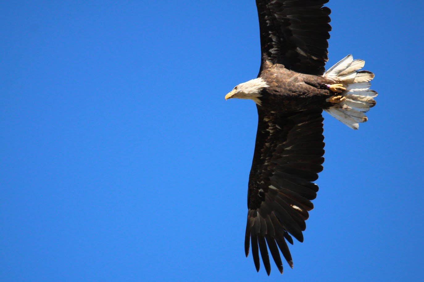 wildeagle.JPG