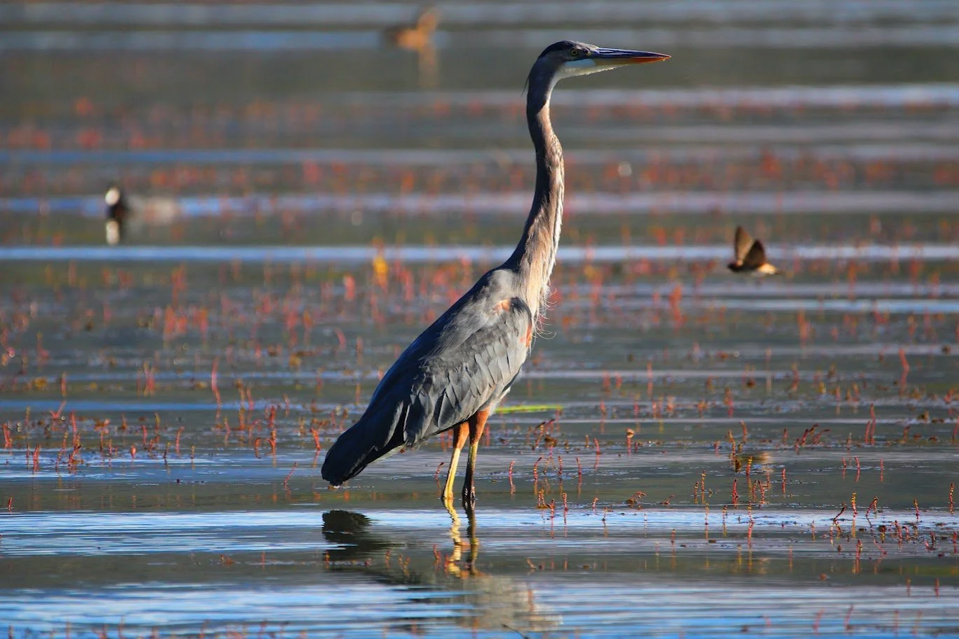wildheron17.JPG