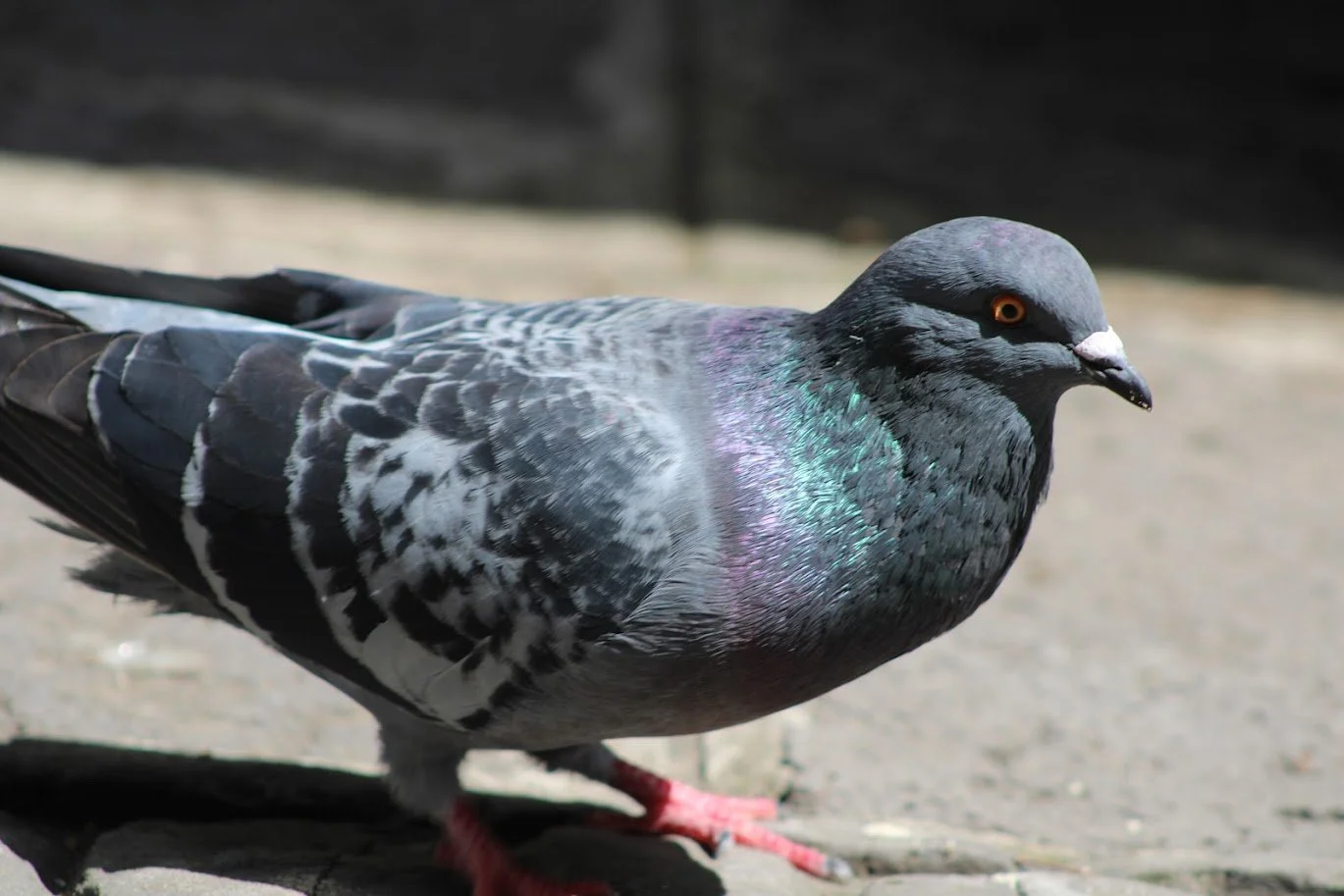 pigeon4.JPG