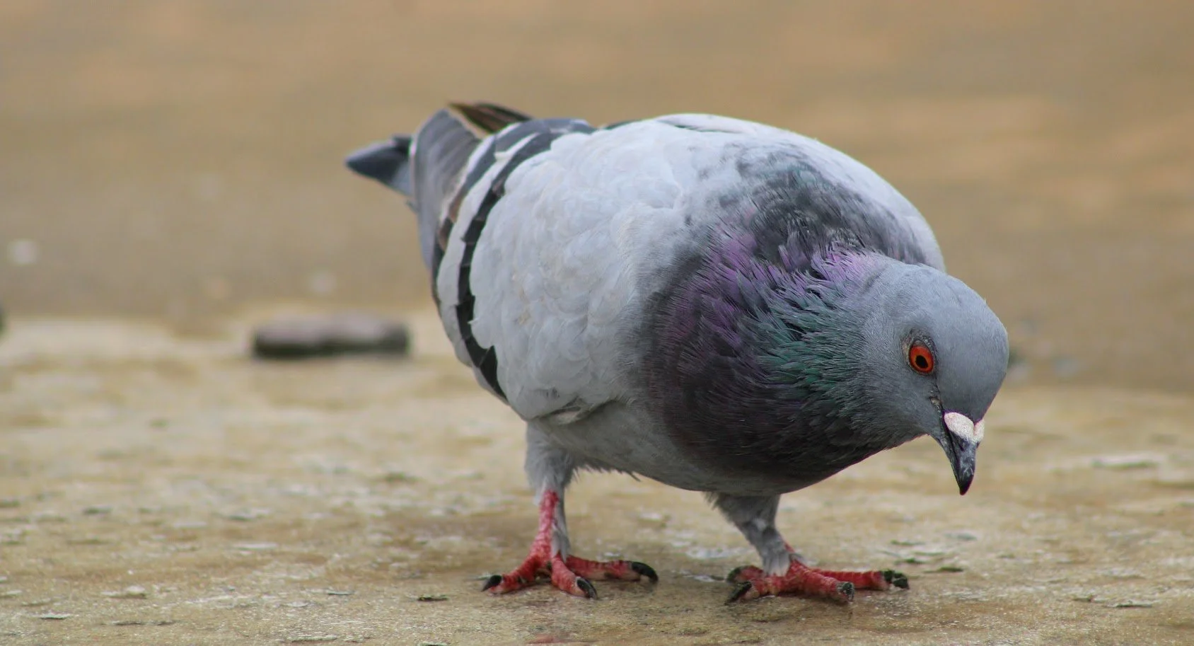 pigeon8.JPG