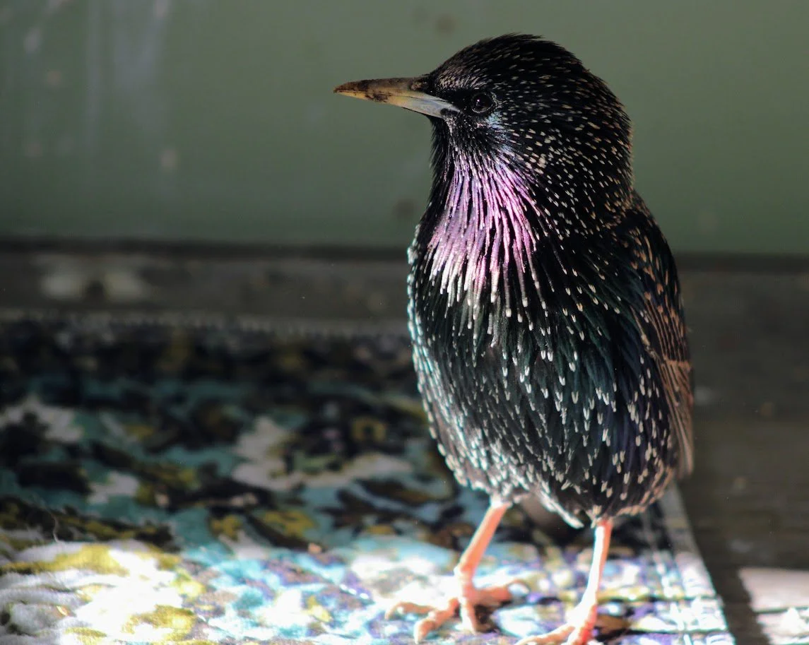 RSstarling2.JPG