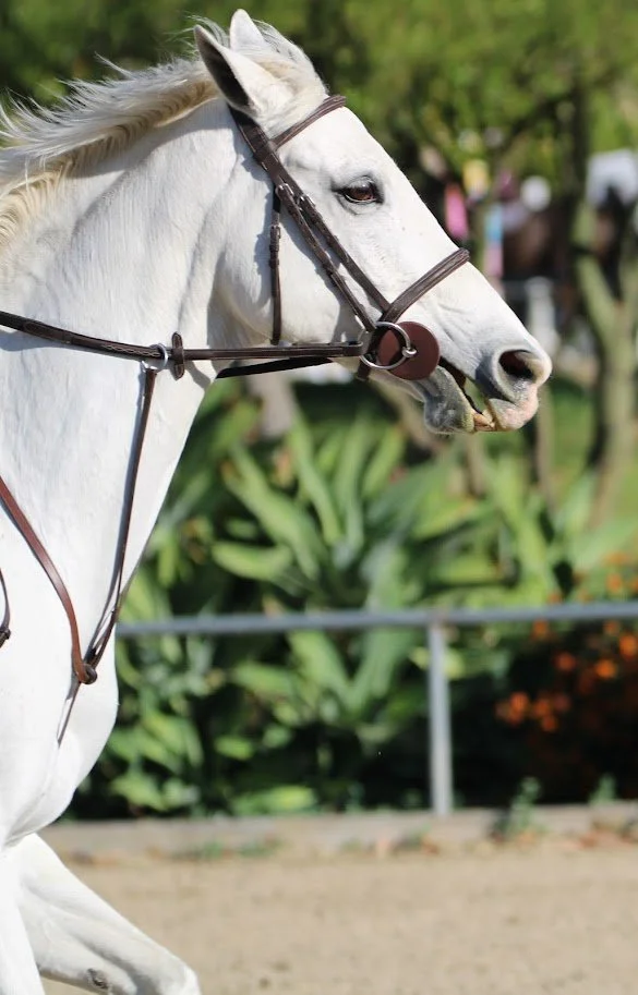 hansenhorse6.JPG