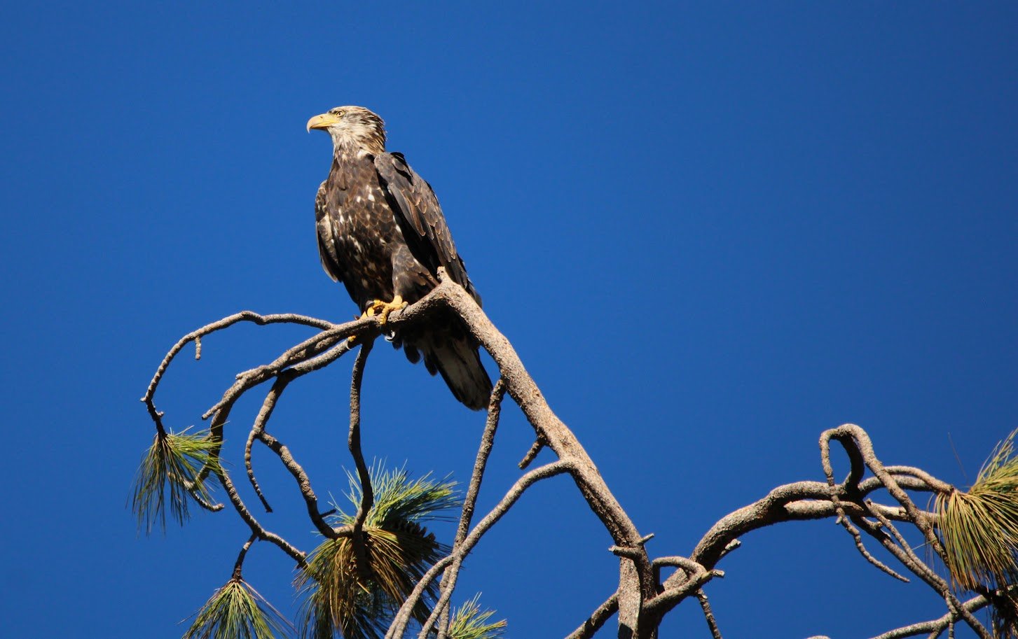 wildeagle2.JPG