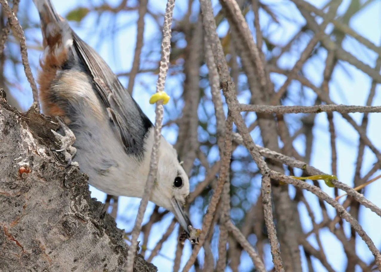 wildnuthatch.JPG
