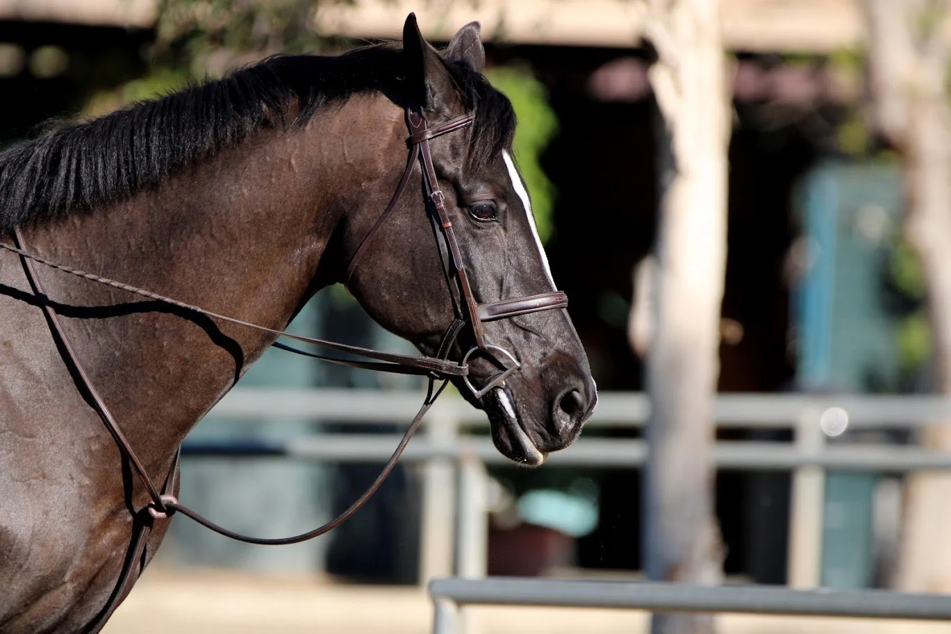 hansenhorse10.JPG