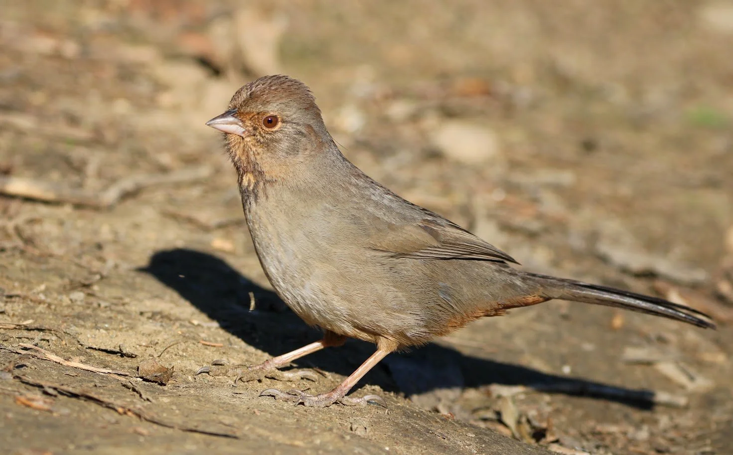 wildtowhee5.JPG