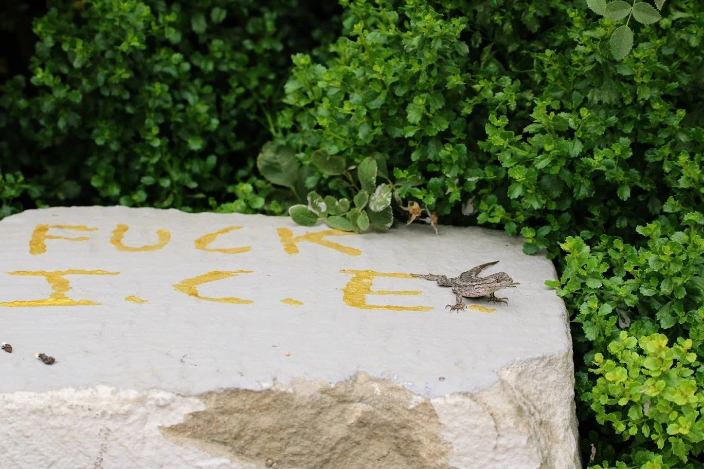 basedfencelizard.JPG