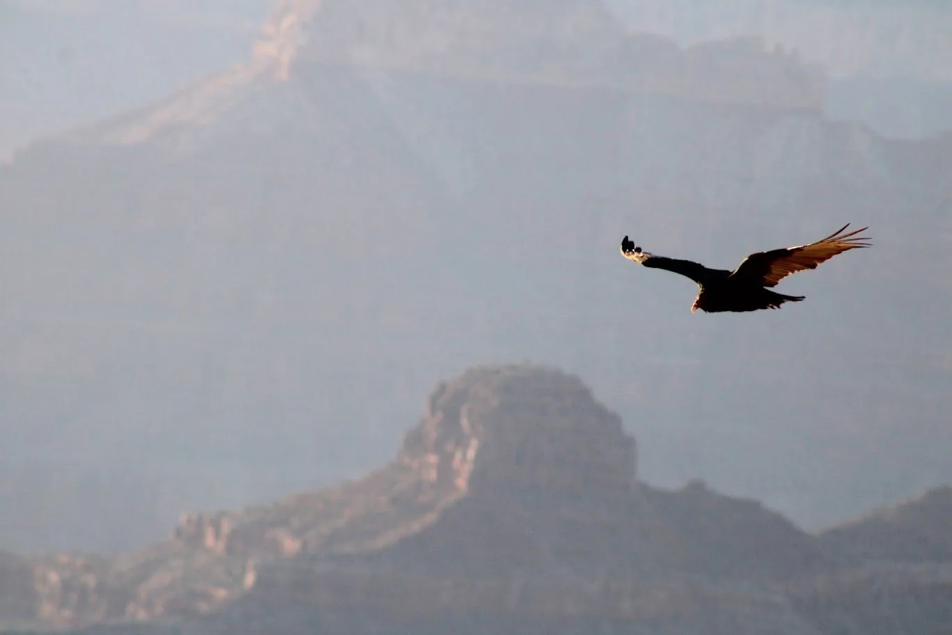 wildvulture.JPG